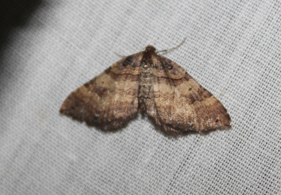 Earophila badiata - csipkerózsa-araszoló