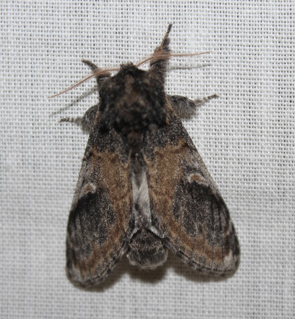 Notodonta tritophus - tarajos púposszövő