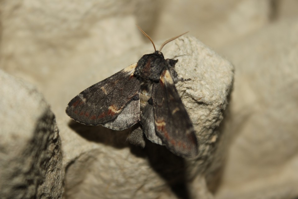 Notodonta dromedarius - tevehátú púposszövő