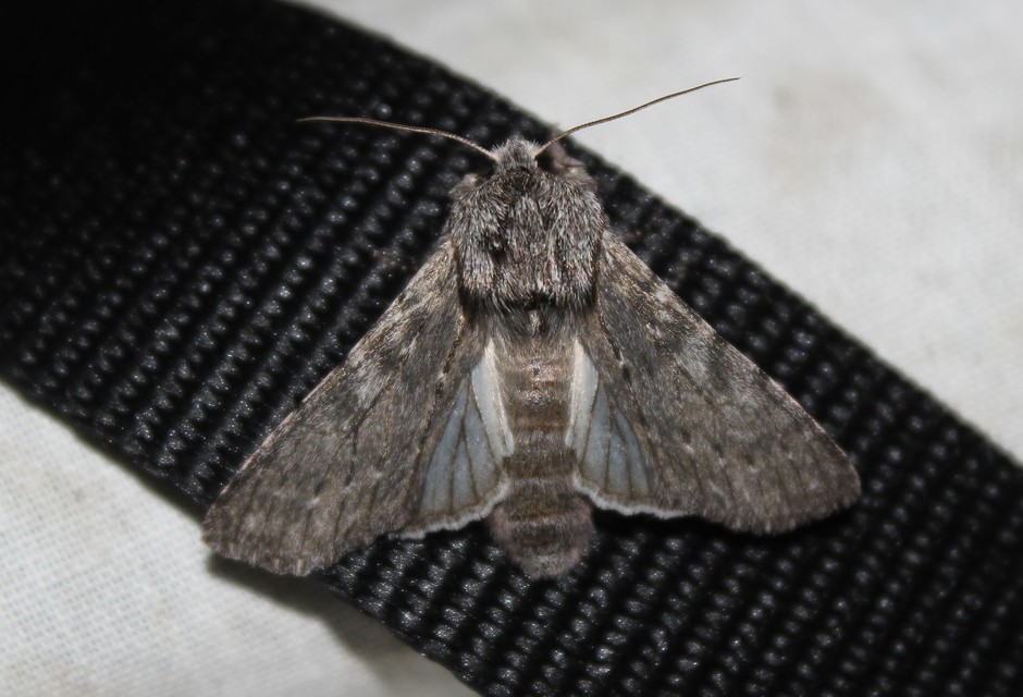 Dicranura ulmi - szilfa-púposszövő