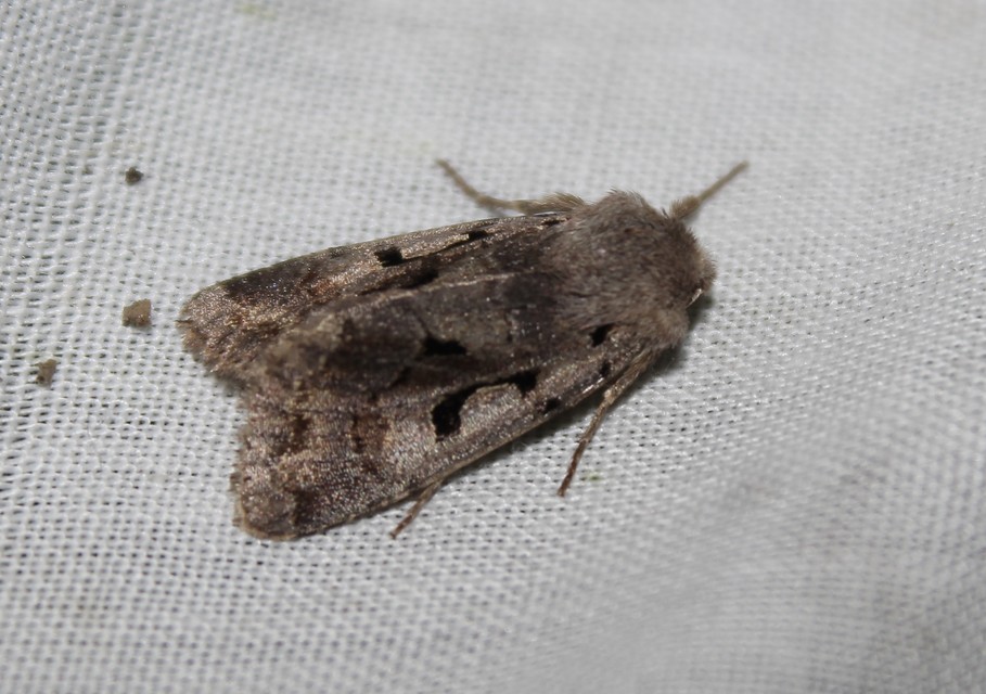 Orthosia gothica - feketefoltos barkabagoly
