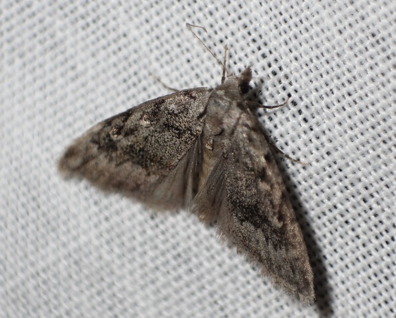 Nola cicatricalis - szürke pamacsosszövő