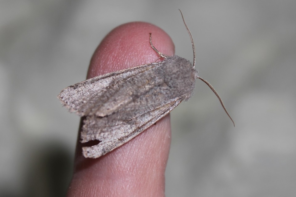 Orthosia incerta - változékony barkabagoly