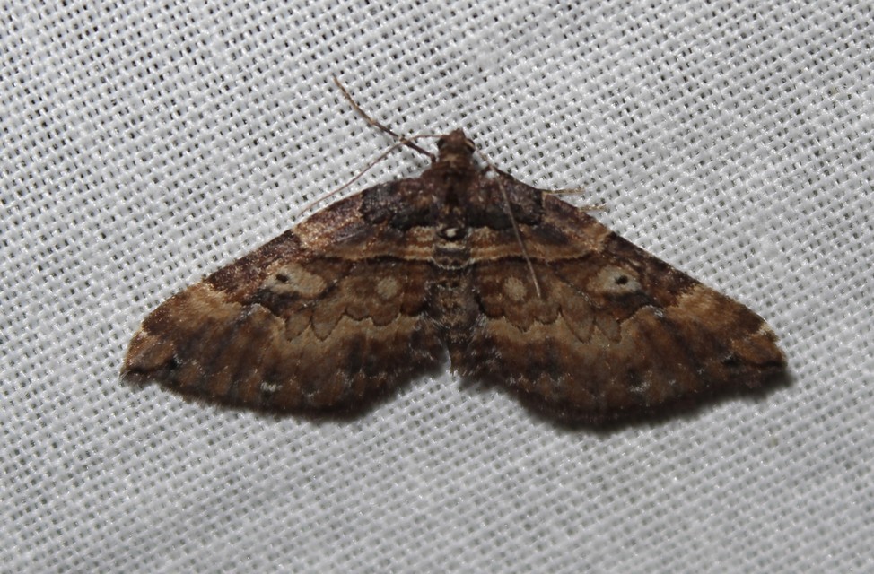 Earophila badiata - csipkerózsa-araszoló