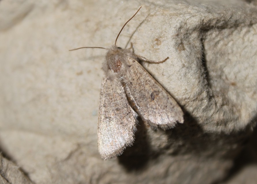 Orthosia cruda - kis barkabagoly