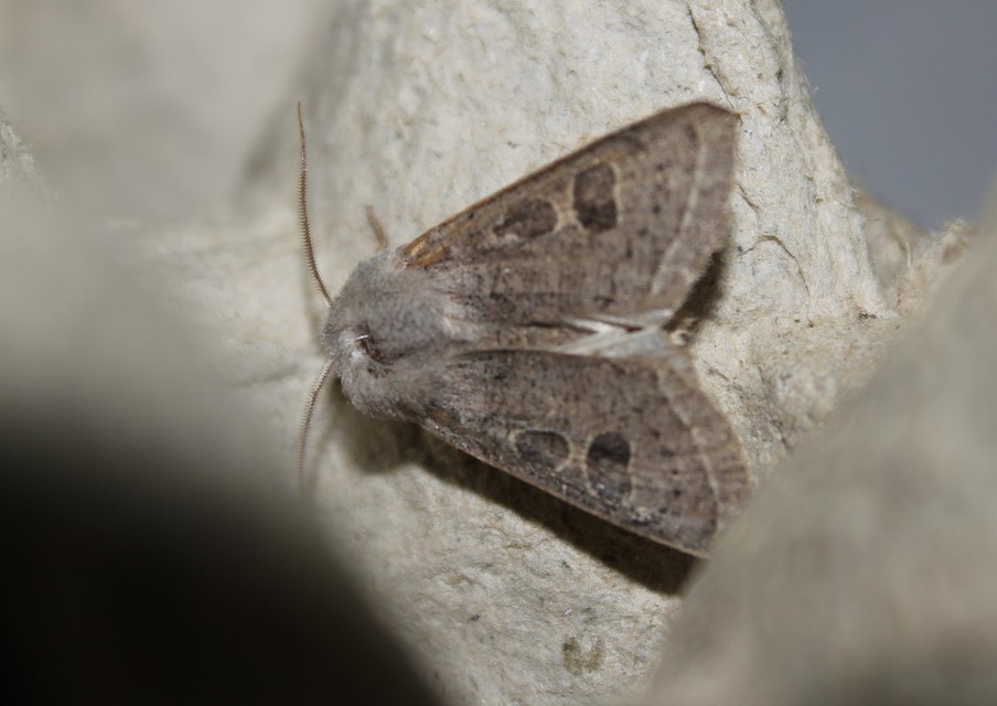 Orthosia gracilis - karcsú barkabagoly