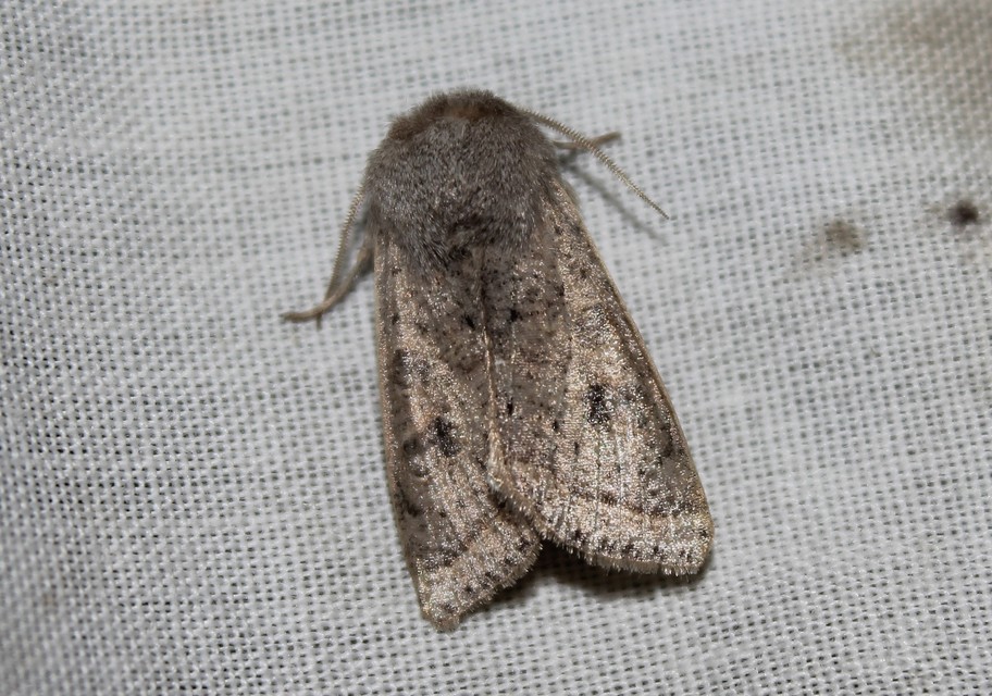 Orthosia gracilis - karcsú barkabagoly