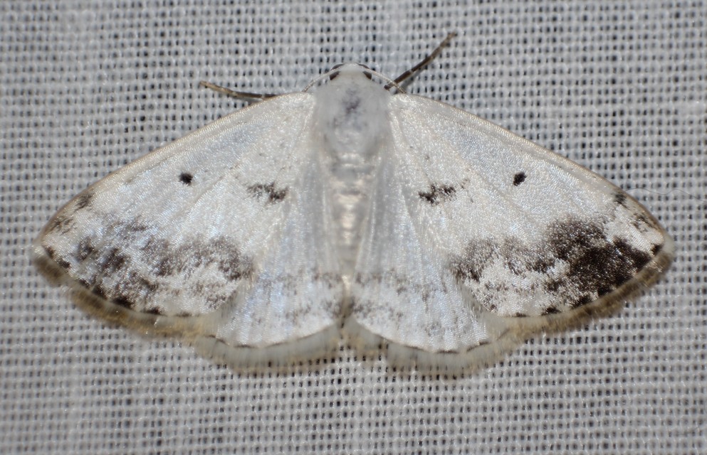Lomographa temerata - foltos fehéraraszoló