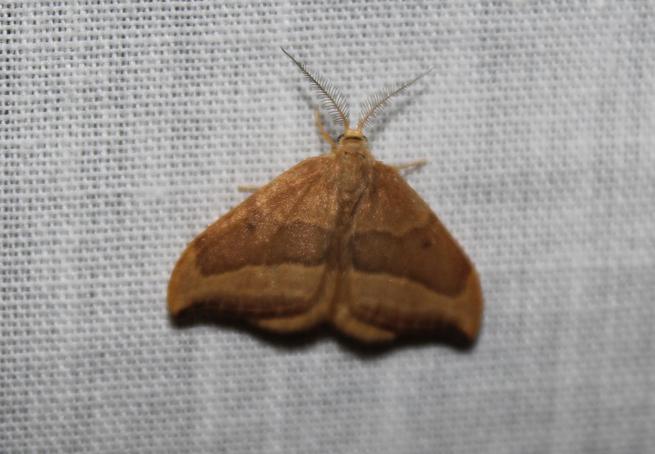Watsonalla cultraria - bükkfa-sarlósszövő