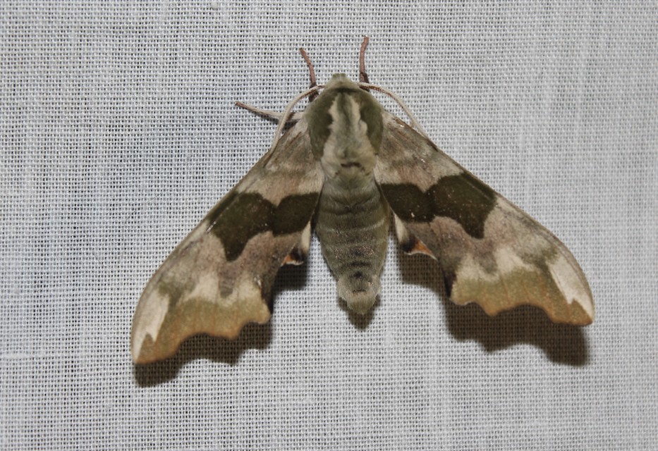 Mimas tiliae - hársfaszender