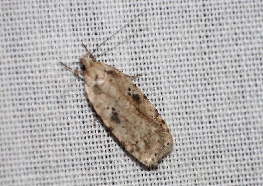 Agonopterix arenella - ördögszem-laposmoly