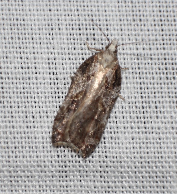 Acleris cristana - pamacsos levélmoly