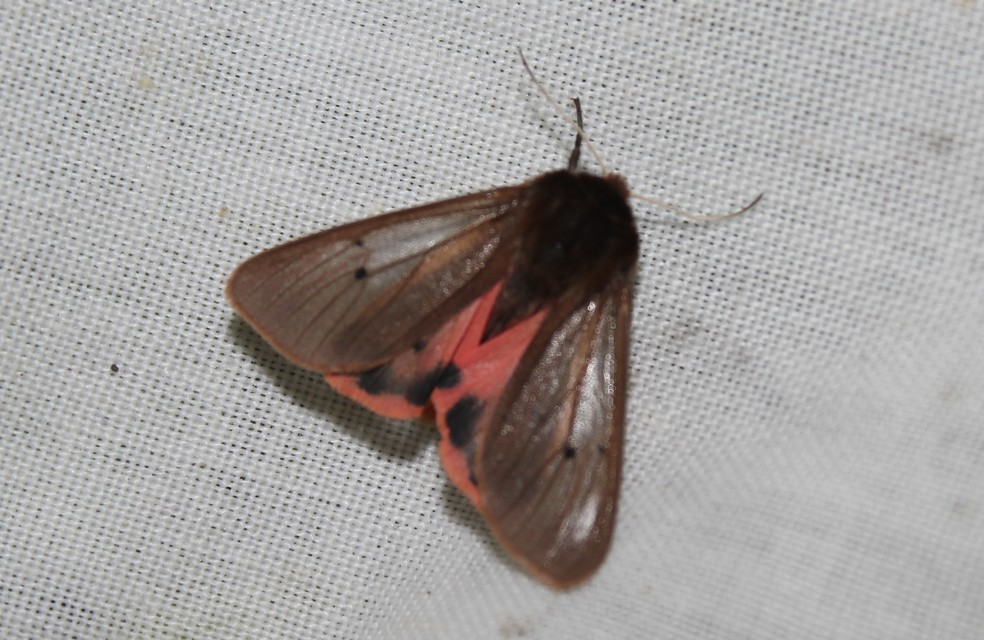 Phragmatobia fuliginosa - füstös medvelepke