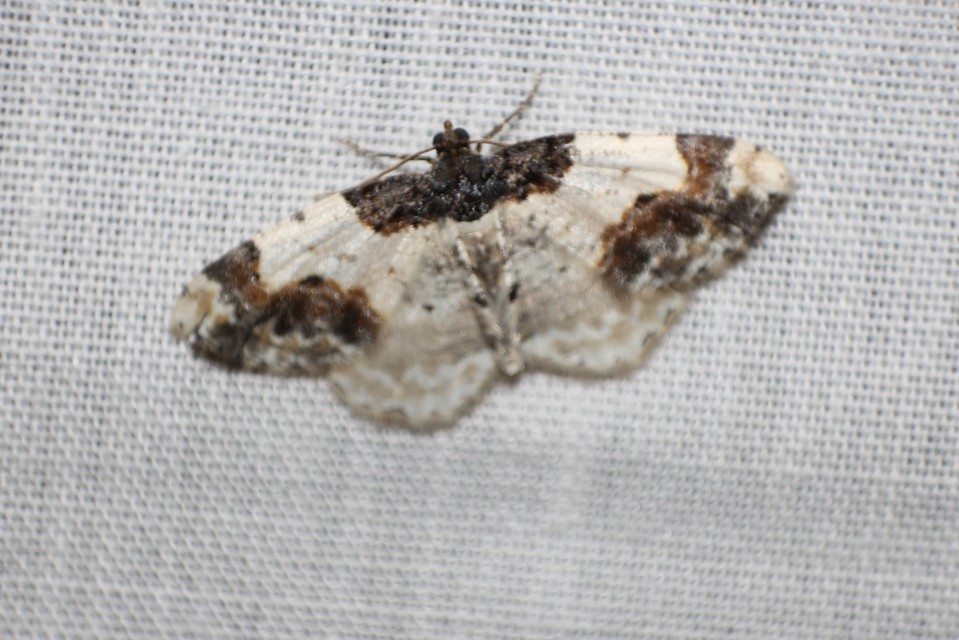Ligdia adustata - barna levélaraszoló