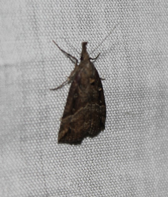 Hypena rostralis - közönséges karcsúbagoly