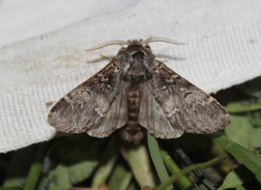 Drymonia ruficornis - cserfa-púposszövő