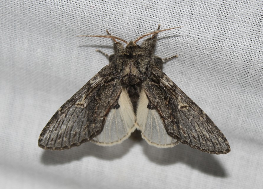 Peridea anceps - füstös púposszövő