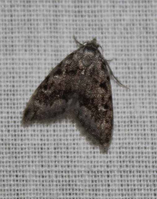 Nola cicatricalis - szürke pamacsosszövő