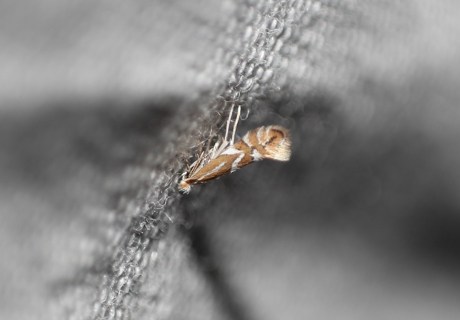 Phyllonorycter