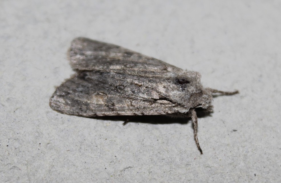 Lithophane ornitopus - közönséges fabagoly