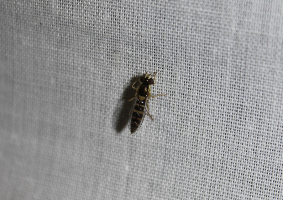 Sphaerophoria