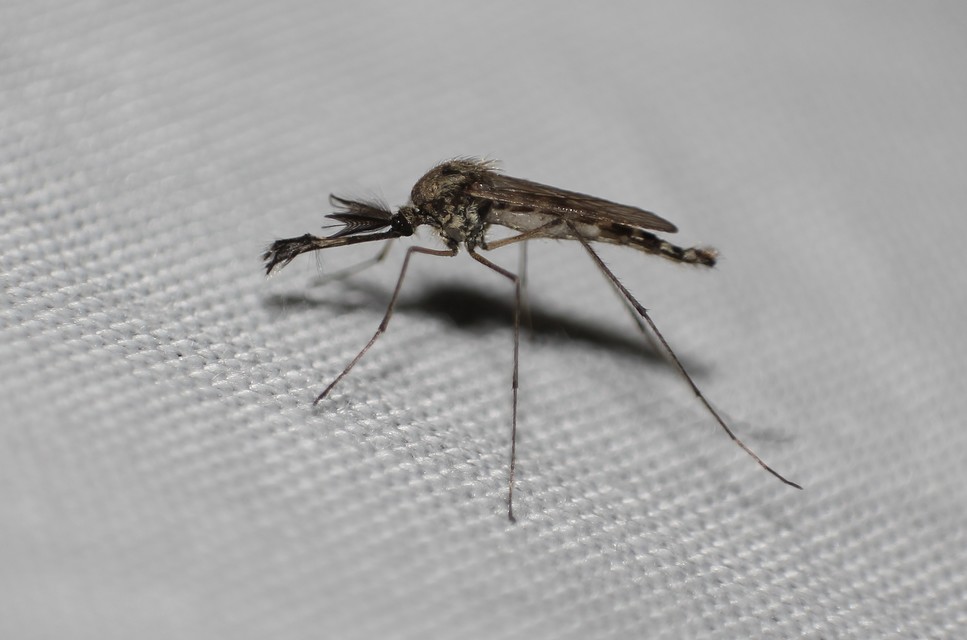 Culicidae - csípőszúnyogok