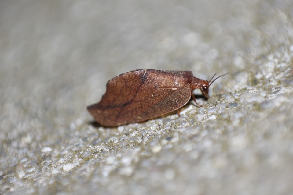 Drepanepteryx phalaenoides Drepanepteryx phalaenoides