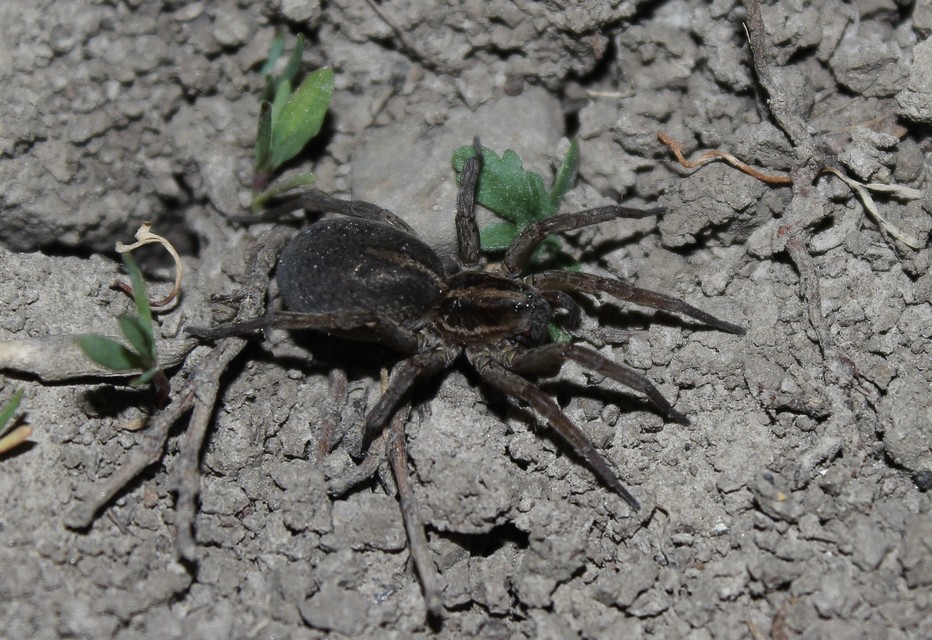 Trochosa