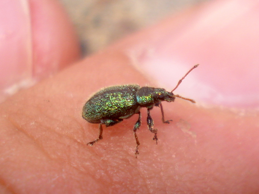Phyllobius betulinus - változékony levélormányos