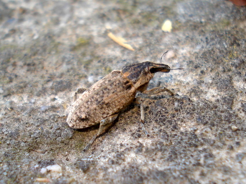 Asproparthenis punctiventris - lisztes répabarkó