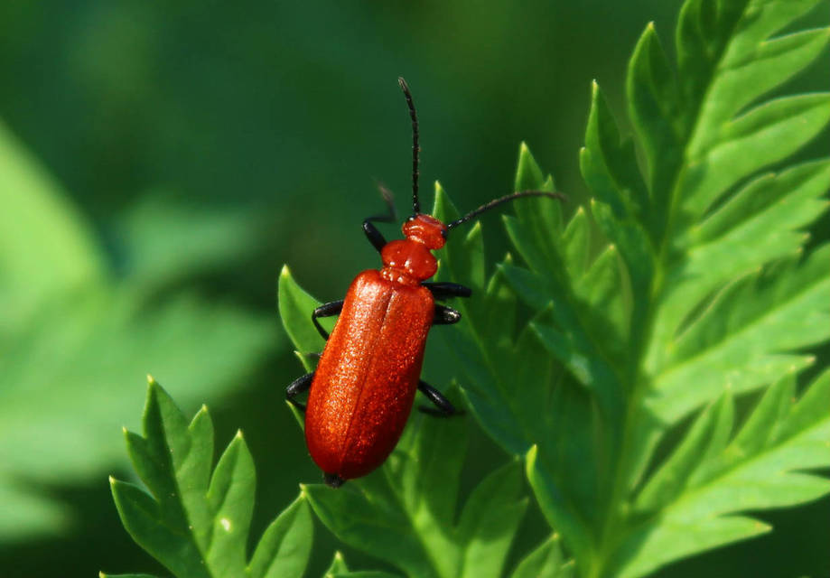 Pyrochroa serraticornis - közép-bíborbogár