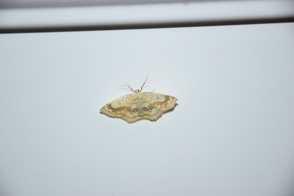 Cyclophora annularia - gyűrűs pettyesaraszoló