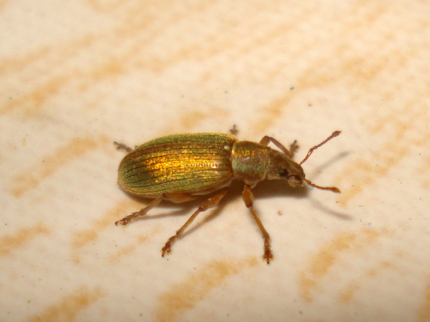 Polydrusus impar - fenyves-lombormányos