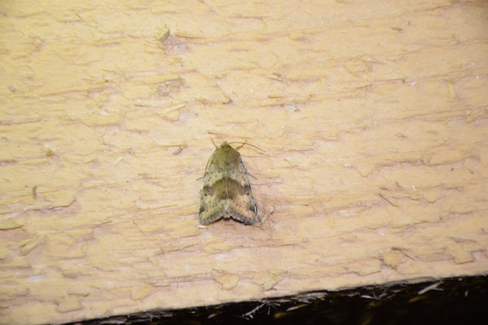 Heliothis viriplaca - mácsonyabagoly