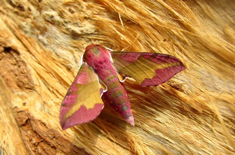 Deilephila porcellus - piros szender