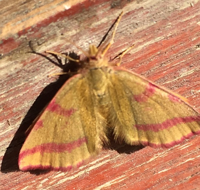 Lythria purpuraria - bíborsávos araszoló