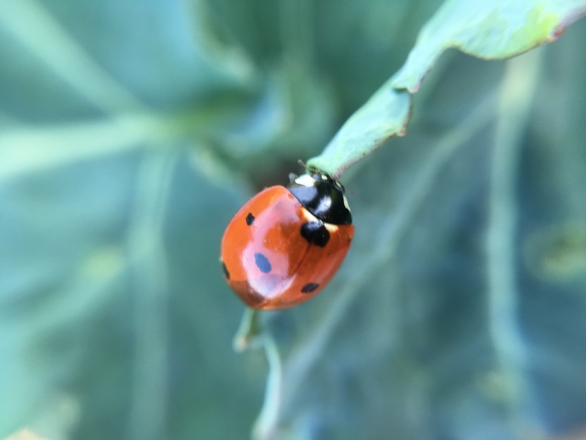 Coccinella septempunctata - hétpettyes katica