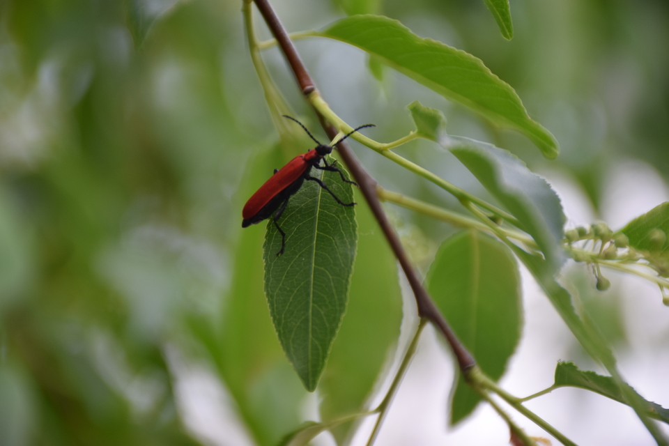 Pyrochroa coccinea - nagy bíborbogár