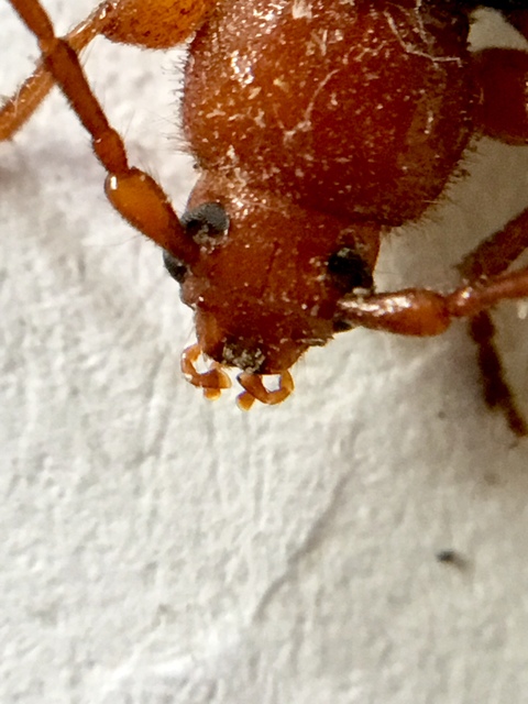 Phymatodes testaceus - változékony korongcincér Phymatodes testaceus - változékony korongcincér