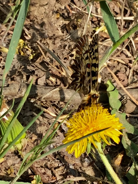 Zerynthia polyxena - farkasalmalepke