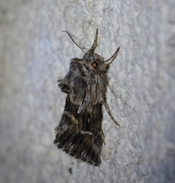 Calophasia lunula - gyújtoványfű-apróbagoly