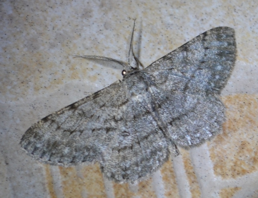 Hypomecis punctinalis - pettyes faaraszoló