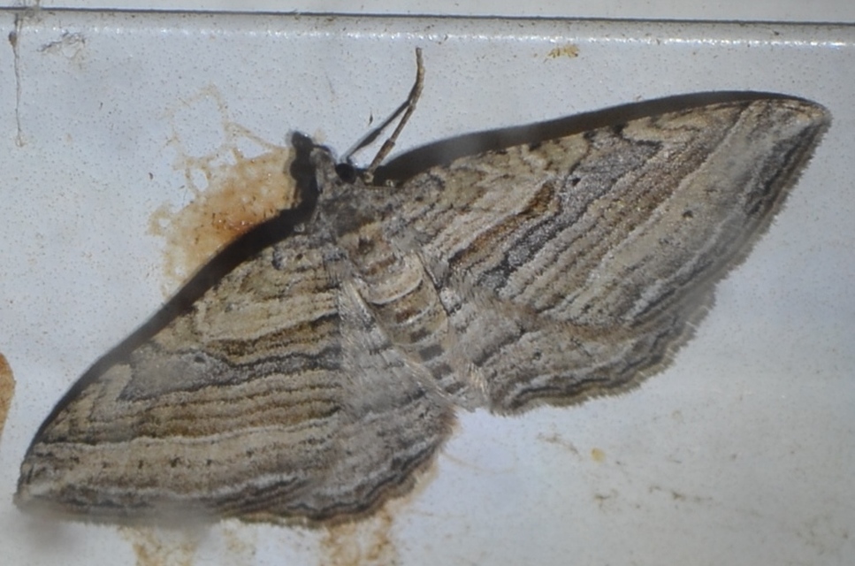 Costaconvexa polygrammata - soksávú araszoló