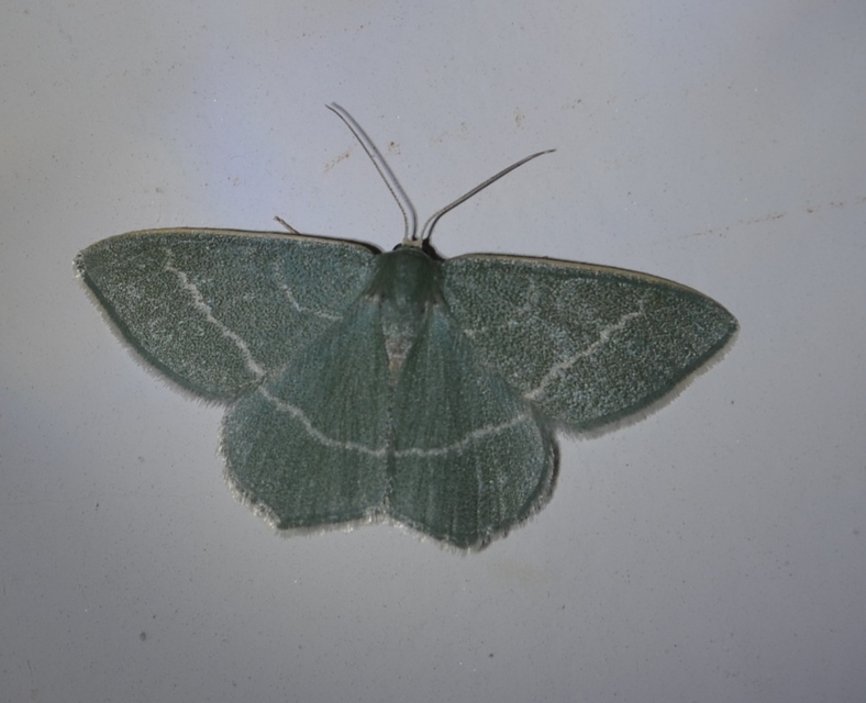Chlorissa viridata - üdezöld araszoló