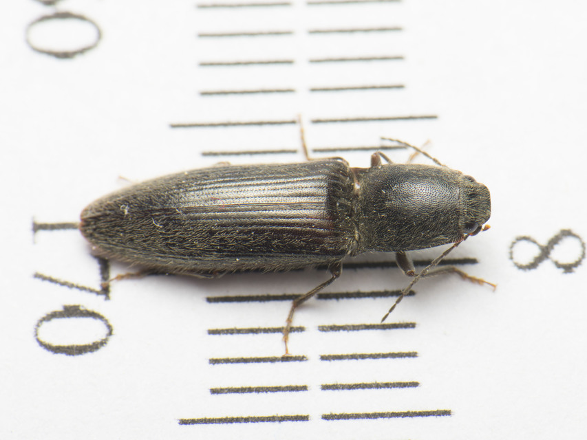 Athous haemorrhoidalis - szurkos pattanó