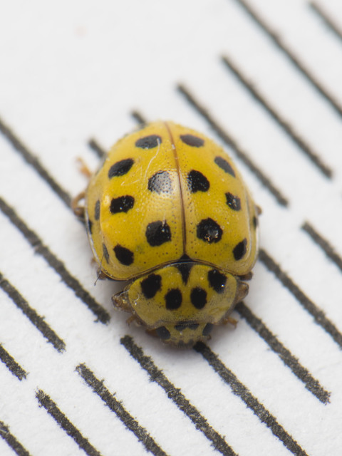 Psyllobora vigintiduopunctata - huszonkétpettyes katica