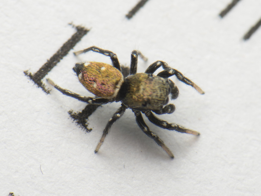 Heliophanus kochii - négypettyes ugrópók
