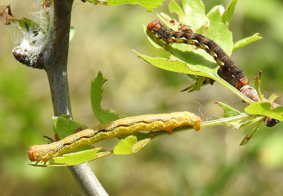 Erannis defoliaria - nagy téliaraszoló