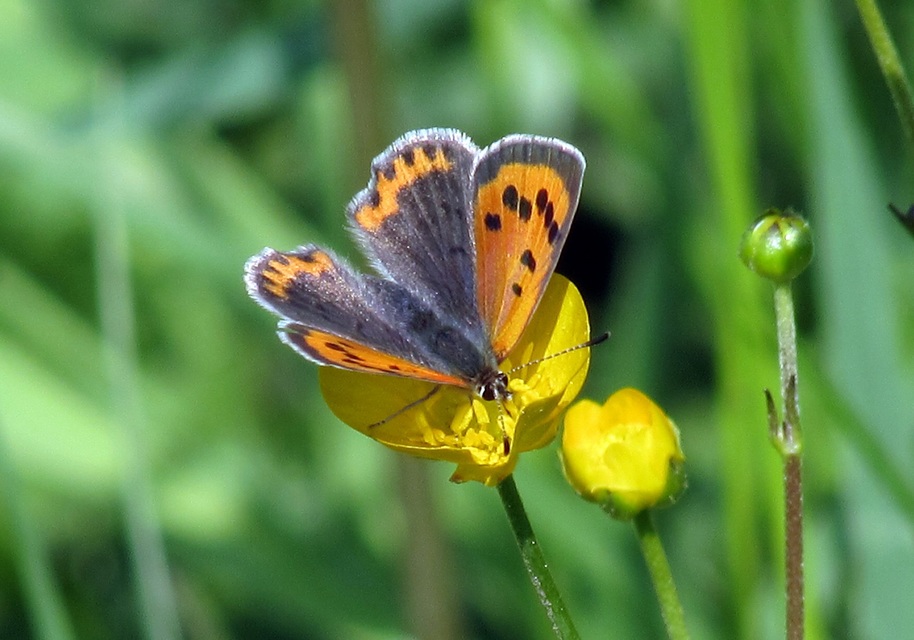 Lycaena phlaeas - közönséges tűzlepke