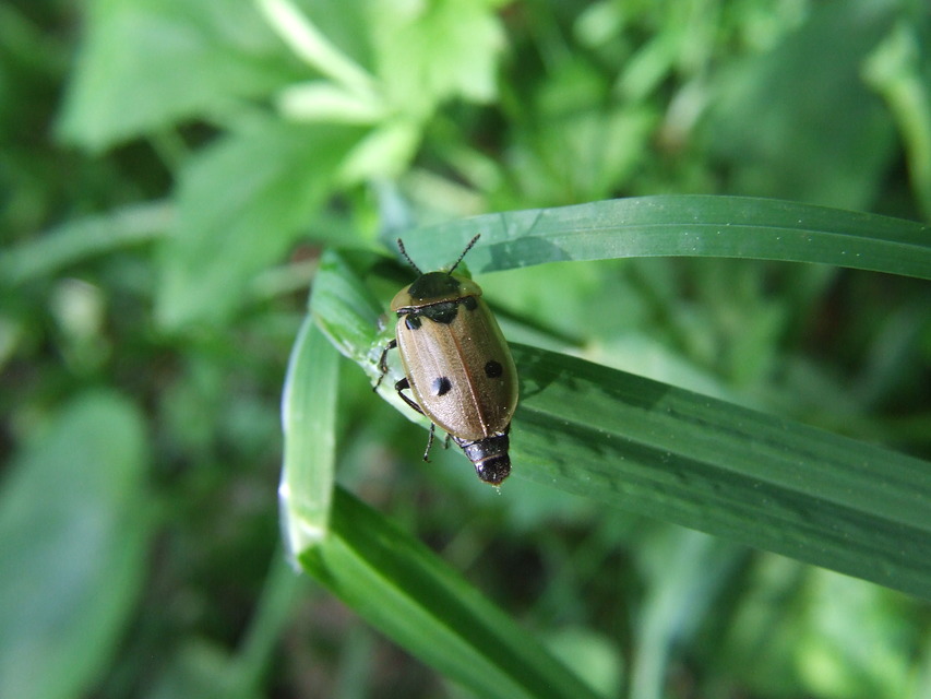 Dendroxena quadrimaculata - négypettyes dögbogár
